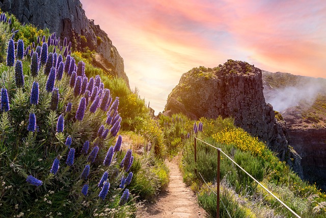 De natuur van Madeira met een prachtig wandelpad