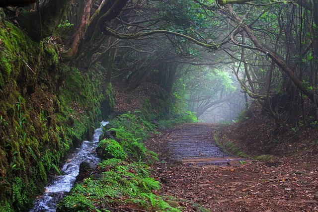 Wandelpad door het nevelbos op Madeira