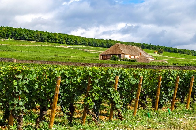 Bourgondië met wijnranken
